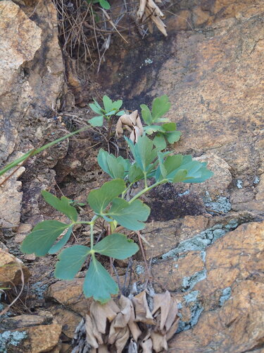 Peucedanum japonicum, photograph 2