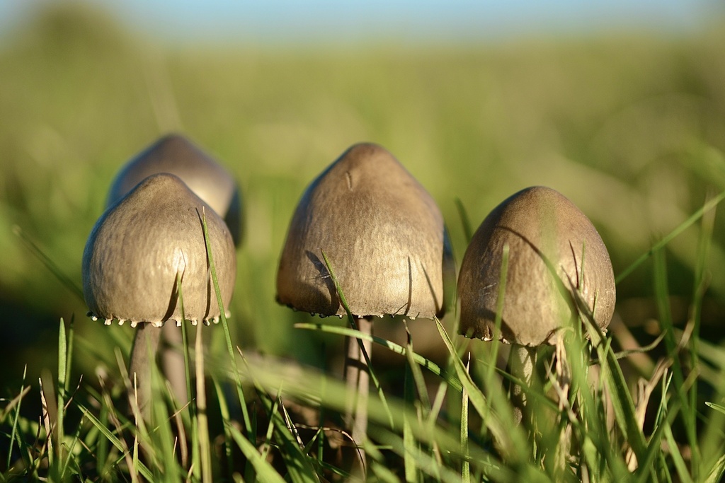 Panaeolus papilionaceus · December 2025 · photo: © cryptomarasmius (iNaturalist, cc-by)