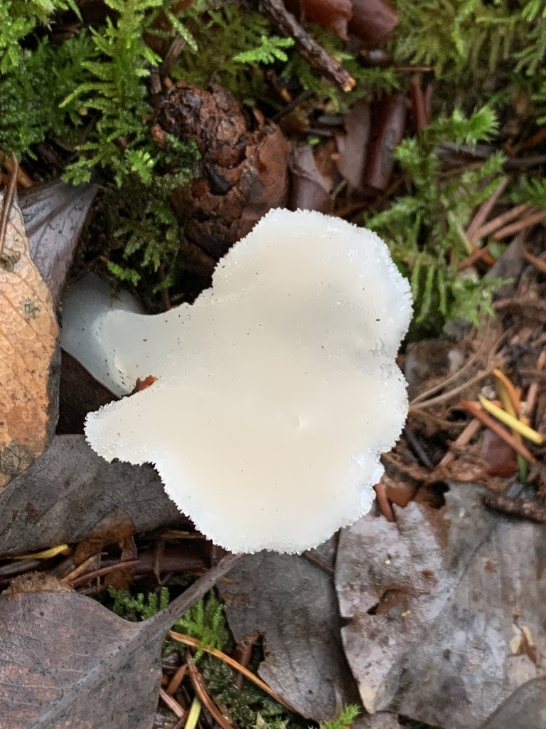 Pseudohydnum gelatinosum · December 2025 · photo: © davidbroadland (iNaturalist, cc0)