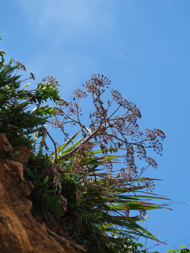 Peucedanum japonicum, photograph 1