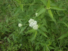 Austroeupatorium inulifolium