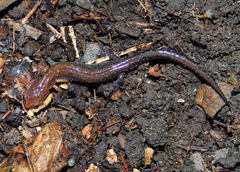 Plethodon dorsalis