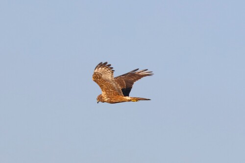 Eastern Marsh Harrier