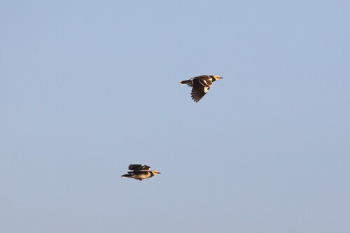Black-collared Starling