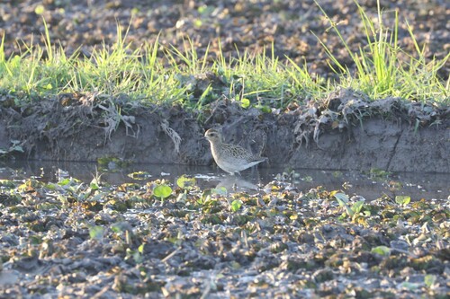 Pacific Golden-Plover