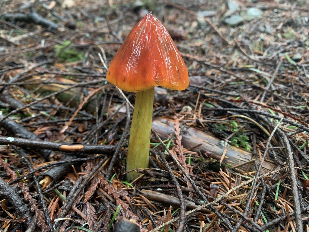 Hygrocybe singeri · December 2025 · photo: © davidbroadland (iNaturalist, cc0)