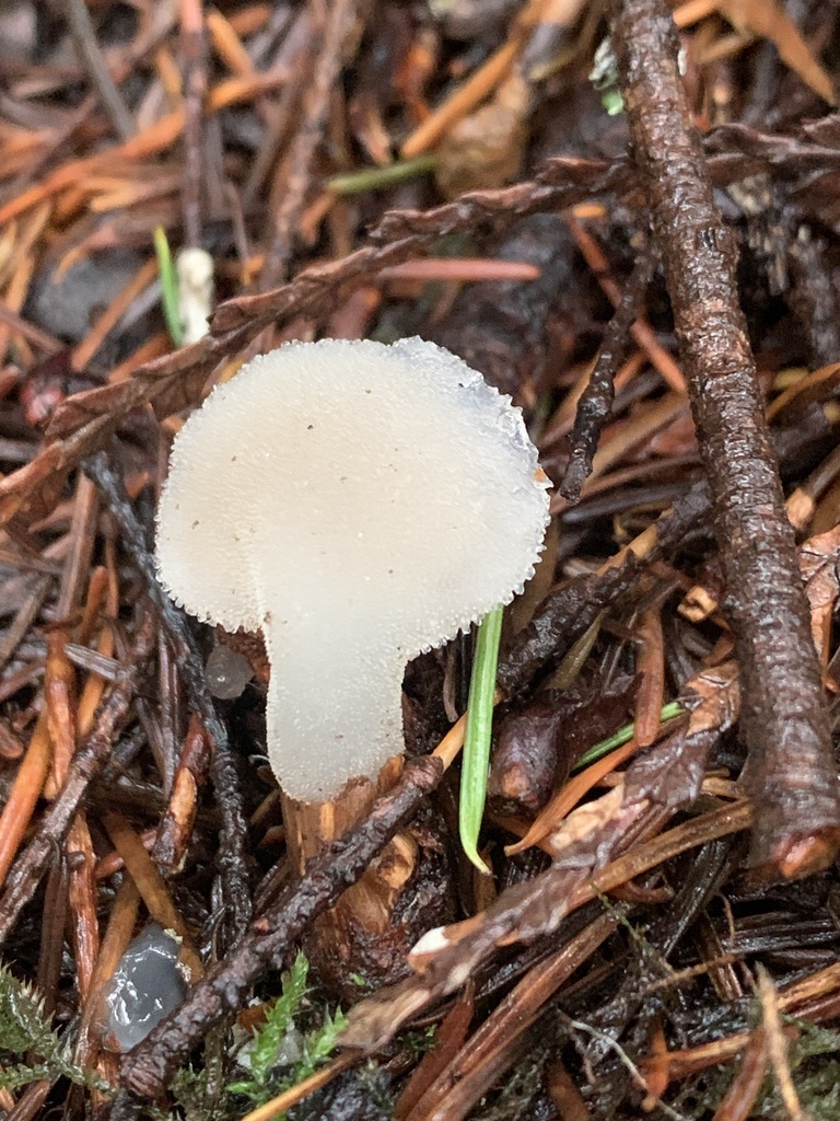 Pseudohydnum gelatinosum · December 2025 · photo: © davidbroadland (iNaturalist, cc0)