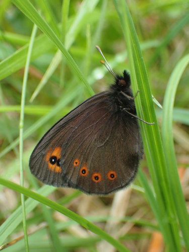 Woodland Ringlet