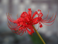 Lycoris radiata: Herkunft und Verwendung — Foto 2