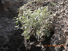 Chrozophora oblongifolia