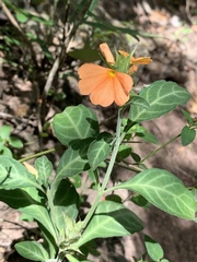 Crossandra fruticulosa image