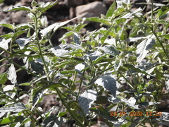 Chrozophora oblongifolia