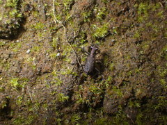 Cylindera holosericea