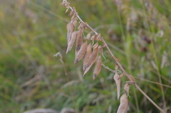 Astragalus aksuensis