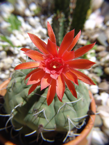 Matucana
