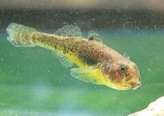 Thessaly Goby photo 1
