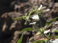 Chrozophora oblongifolia