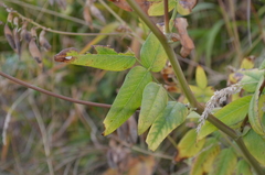 Astragalus aksuensis