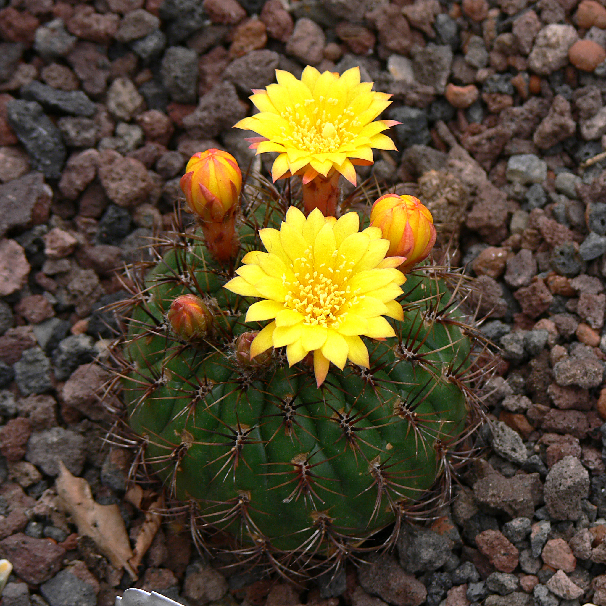 Matucana aureiflora