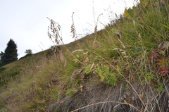 Astragalus aksuensis