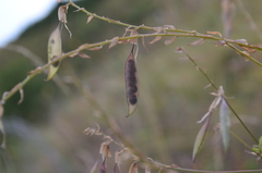 Astragalus aksuensis