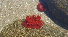 Anemonia alicemartinae