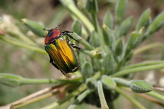 Leucocelis haemorrhoidalis