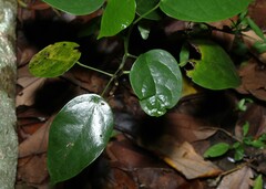 Hernandia bivalvis, photograph (c) Greg Tasney, some rights reserved (CC BY-SA)