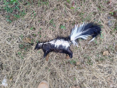 Zorrillo listado sureño observed by damianberra