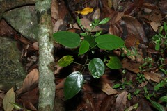 Hernandia bivalvis, photograph (c) Greg Tasney, some rights reserved (CC BY-SA)