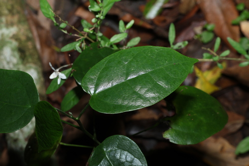 Hernandia bivalvis, photograph 4