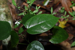 Hernandia bivalvis, photograph (c) Greg Tasney, some rights reserved (CC BY-SA)