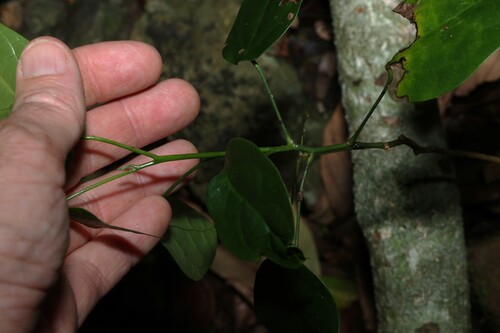 Hernandia bivalvis, photograph 5