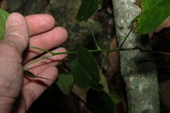 Hernandia bivalvis, photograph (c) Greg Tasney, some rights reserved (CC BY-SA)