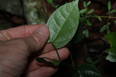 Hernandia bivalvis, photograph (c) Greg Tasney, some rights reserved (CC BY-SA)