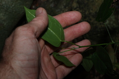 Hernandia bivalvis, photograph (c) Greg Tasney, some rights reserved (CC BY-SA)