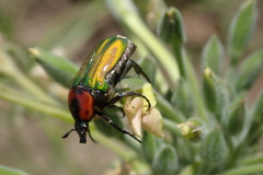 Leucocelis haemorrhoidalis