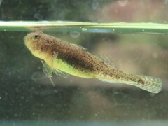 Thessaly Goby photo 3