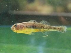 Thessaly Goby photo 2