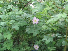 Rosa corymbifera