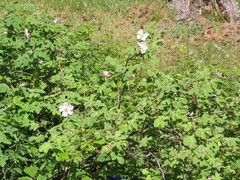 Rosa corymbifera