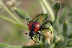 Leucocelis haemorrhoidalis