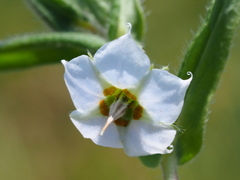 author not stated, no rights reserved Trichodesma indicum, photograph author not stated, no rights reserved