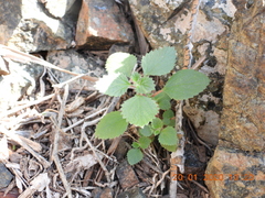 Forsskaolea tenacissima
