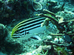 Plectorhinchus lessonii