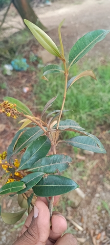 Byrsonima sericea