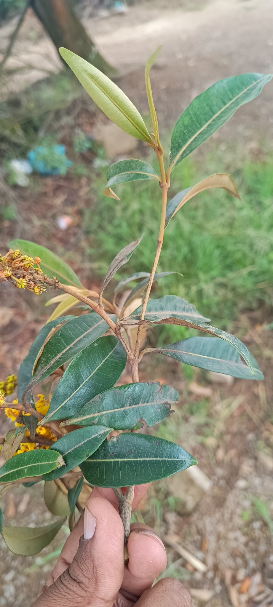 Byrsonima sericea