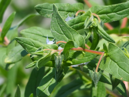 Trichodesma indicum, photograph 6