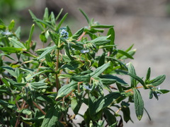 author not stated, no rights reserved Trichodesma indicum, photograph author not stated, no rights reserved