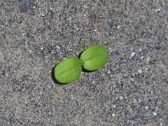 author not stated, no rights reserved Trichodesma indicum, photograph author not stated, no rights reserved